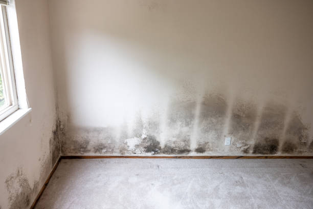 Trusted Brooklyn, OH Mold Inspection, Removal & Remediation Experts